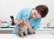 קורס וטרינריה משלימה